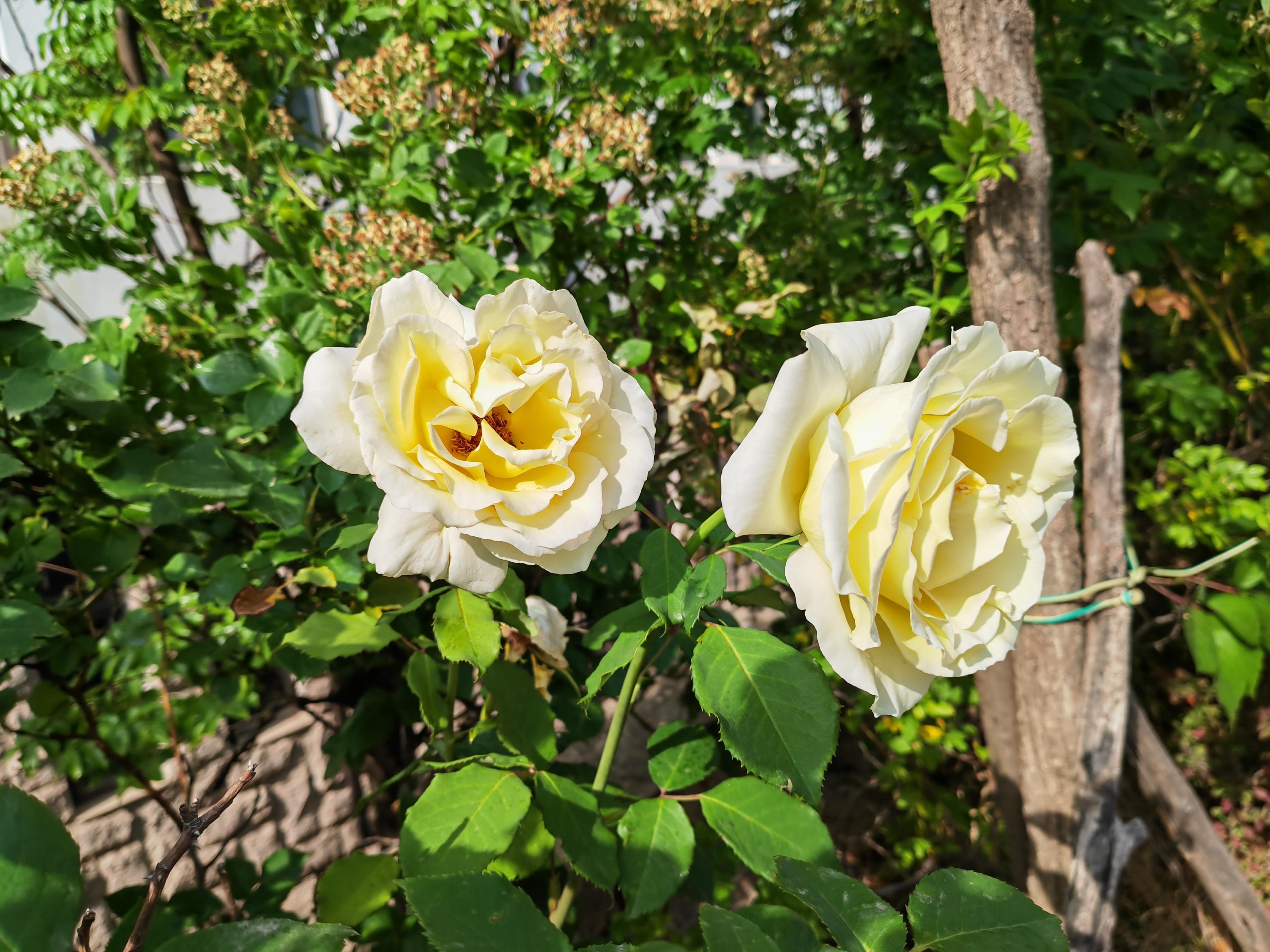 小李杜指的是誰和誰（「小李杜」李商隱和杜牧的寫詩水平誰比較高？）