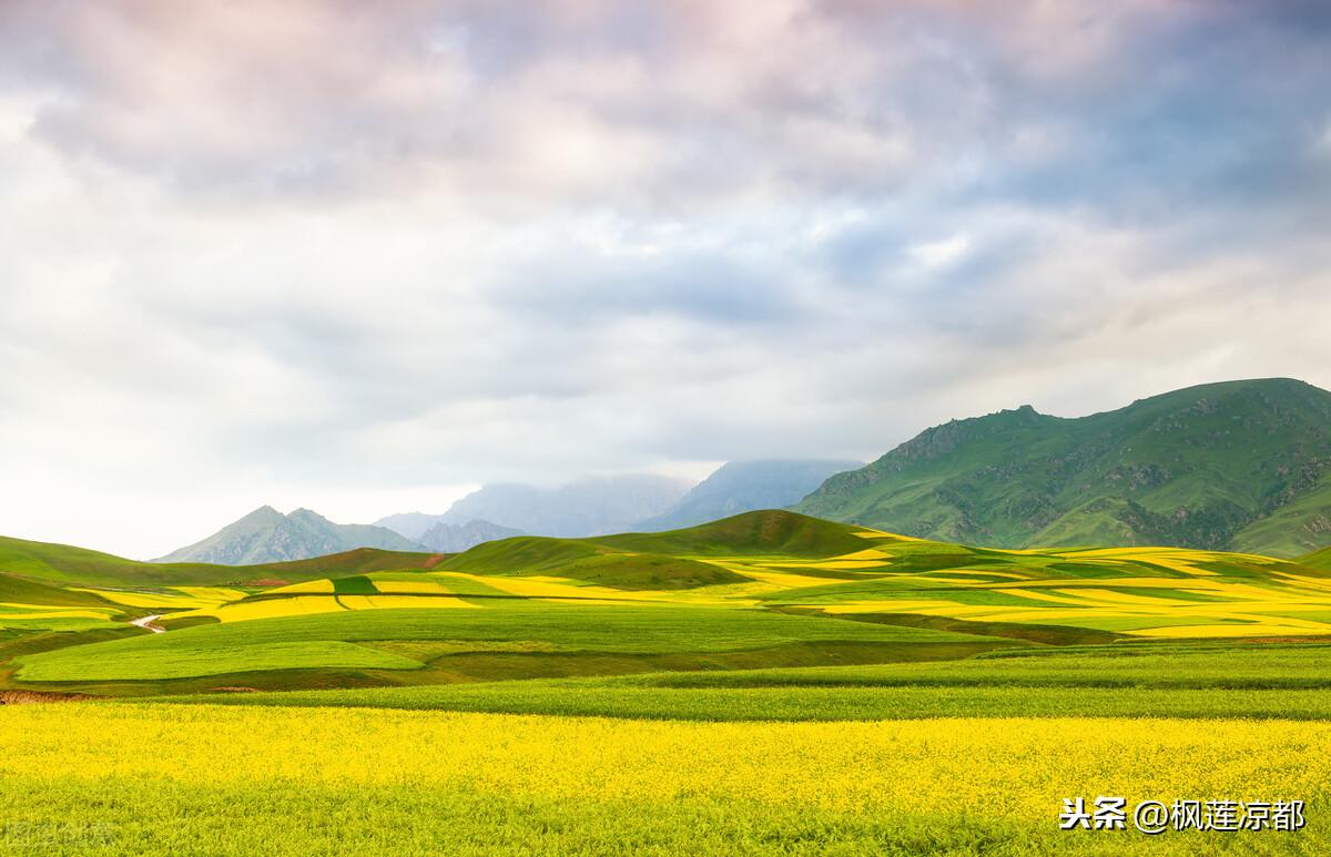草的作者是誰哪個朝代（讀白居易的《草》）