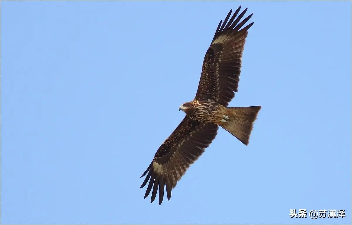 趙氏三代掌晉國，楚莊王逆襲終稱霸，春秋第四個五十年