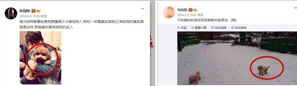 毛曉彤