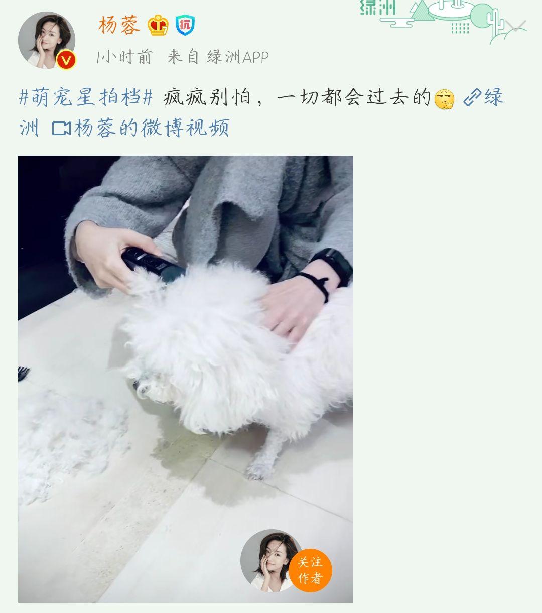 楊蓉宅給狗狗剃毛，素顏皮膚仍超好，網友：可別把瘋瘋剃禿了
