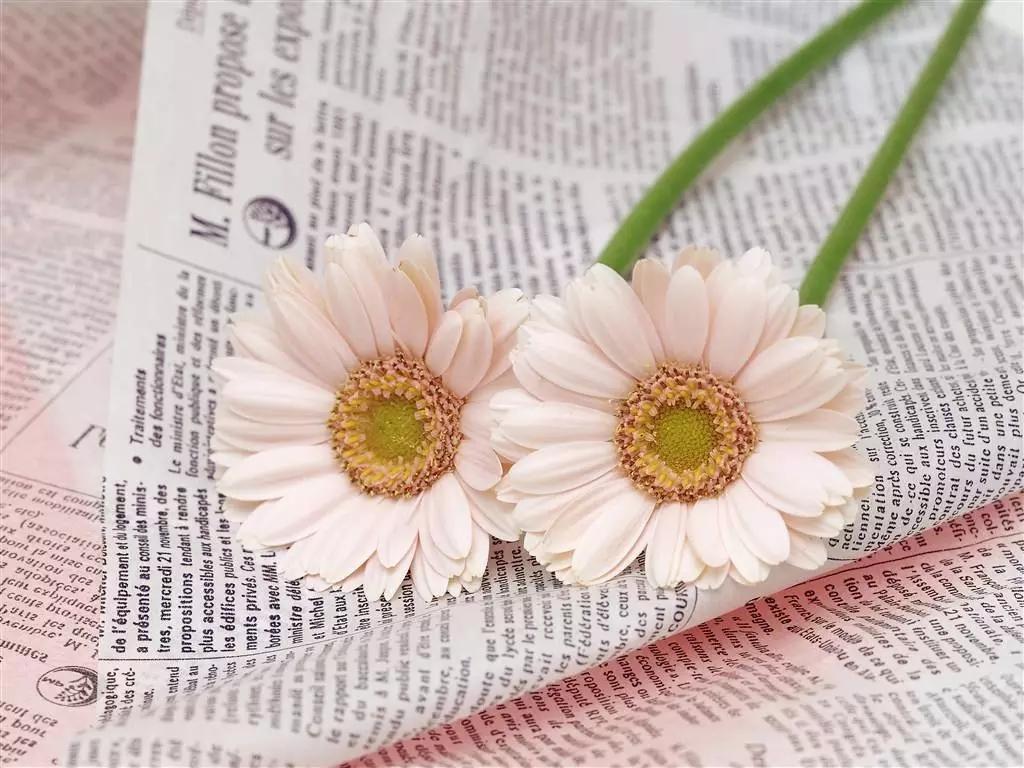 藍潔瑛資料 ：她本是佳人，奈何紅顏多“薄命”